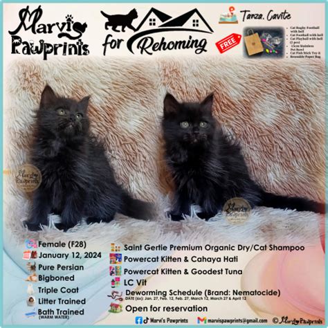 pet finder ph|Pet Finder Philippines (Official Community) .
